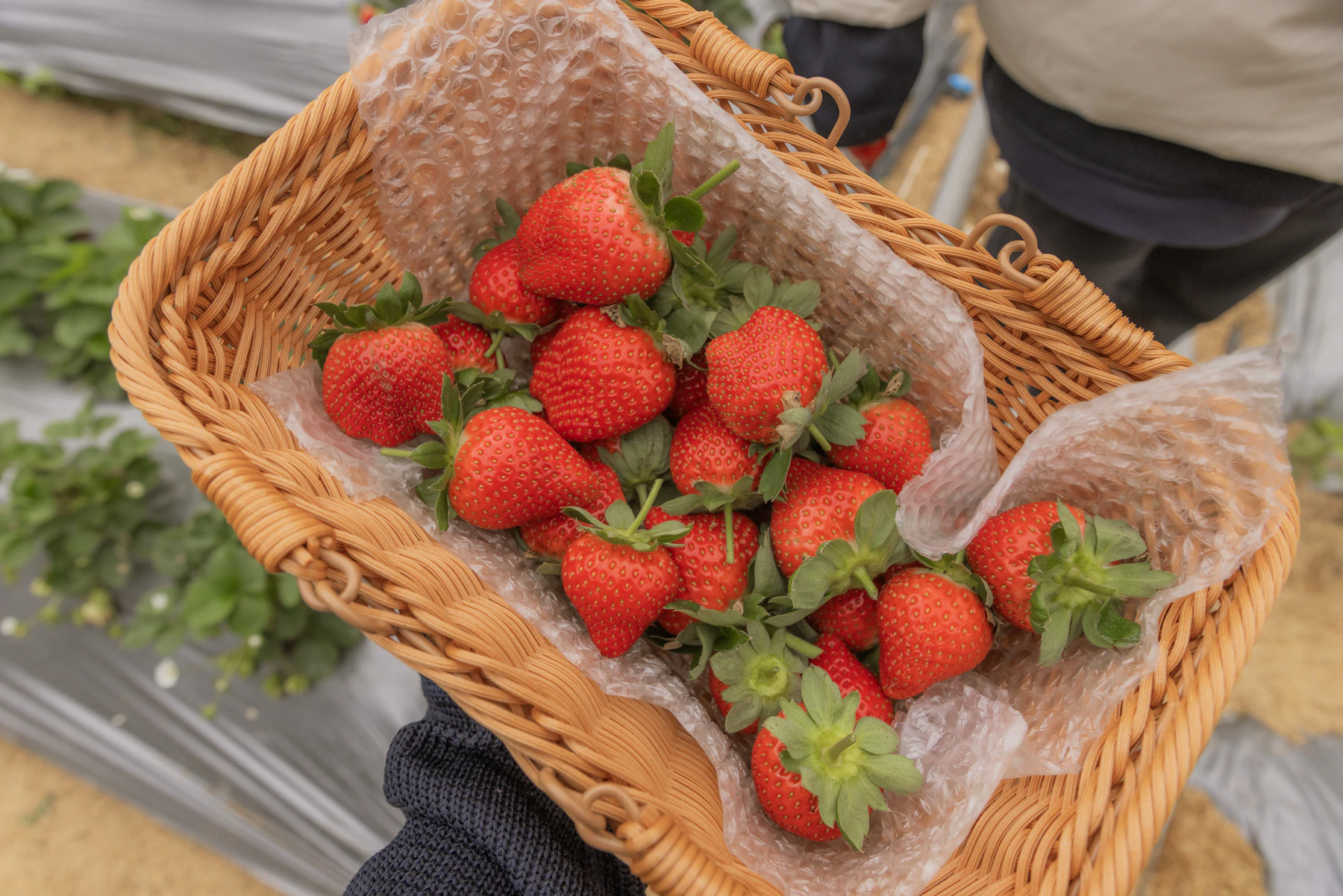 Ilustrasi keranjang berisi strawberry segar di area kebun